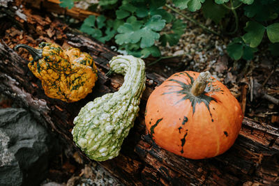 Pumpkins kept on tree trunk outdoors