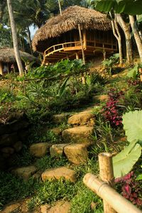 View of flowering plants in garden