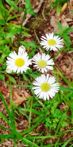 Close-up of white daisy flowers on field