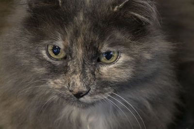 Close up of a gray, long haired cat