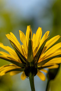 Flower in meadow