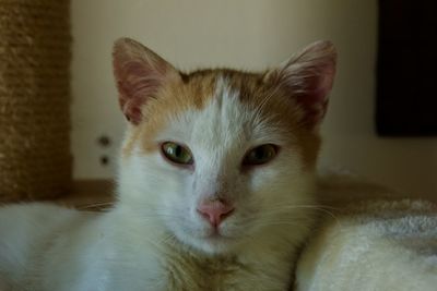 Close-up portrait of a cat at home