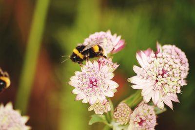 Close-up of bee pollinating on flower