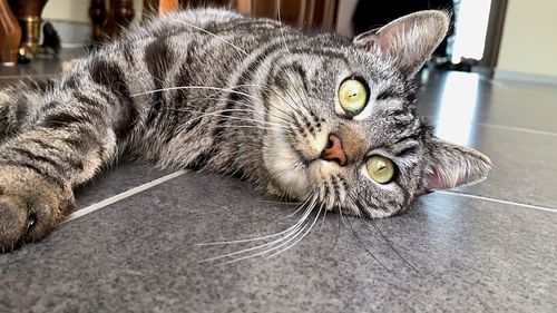 Close-up of a cat resting on floor