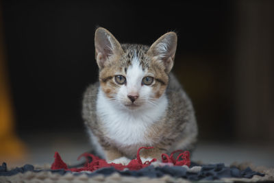 Close-up portrait of a kitten