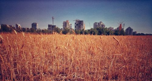 Scenic view of wheat field against clear sky