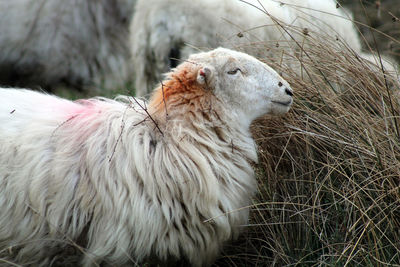 Close-up of sheep