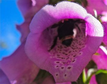 Close-up of pink flower