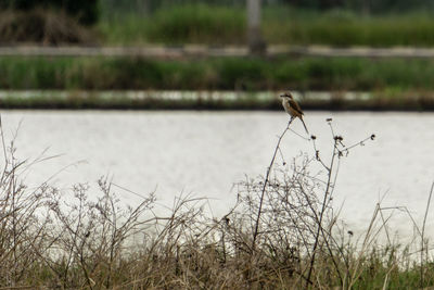 Bird perching on a lake