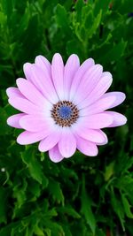 Close-up of pink flower