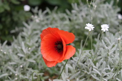 Close-up of red poppy flower