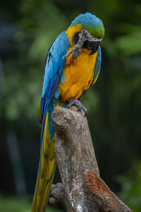 Close-up of parrot perching on branch