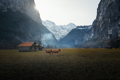 Horse grazing on field against sky