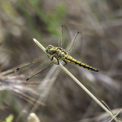 Close-up of dragonfly on plant