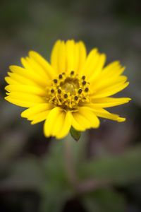 Close-up of yellow flower