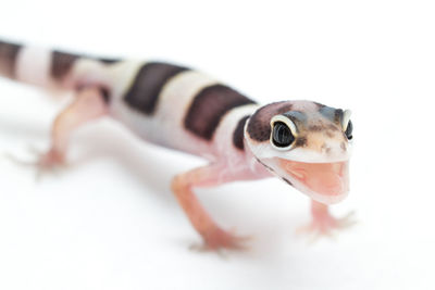 Close-up of small lizard on white background