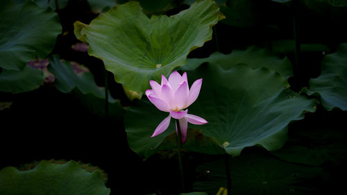 Close-up of pink lotus water lily in pond