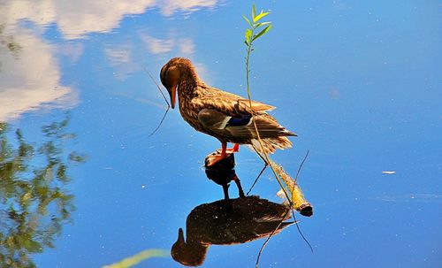 Bird on a lake