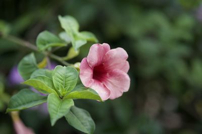 Close-up of pink flowering plant