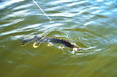 High angle view of turtle swimming in lake