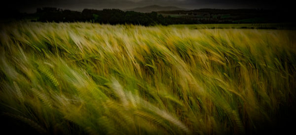 Scenic view of wheat field