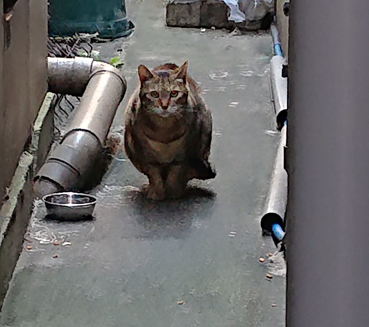 PORTRAIT OF CAT BY WATER PIPE ON METAL