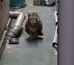 Portrait of cat by water pipe