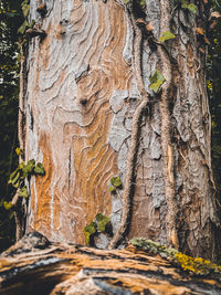 Close-up of tree trunk