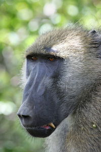 Close-up of monkey looking away