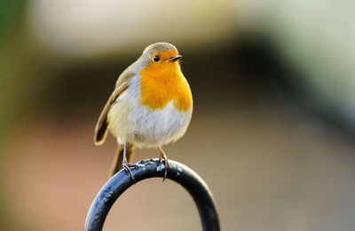Close-up of bird perching outdoors