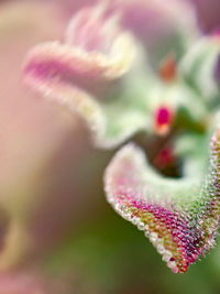 Close-up of pink flowering plant