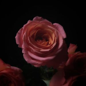 Close-up of pink rose blooming against black background