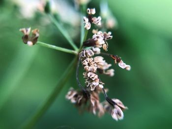 Close-up of purple flowering plant