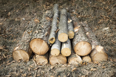 View of logs on field in forest