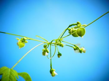 Low angle view of plants against clear blue sky