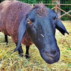 Sheep standing on grassy field