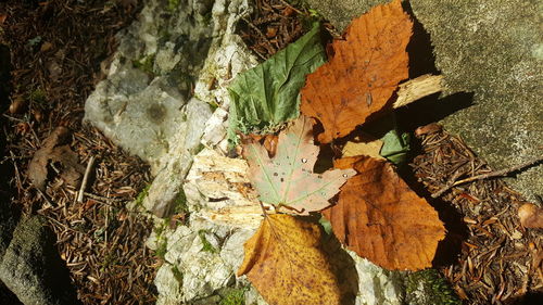 Close-up of tree