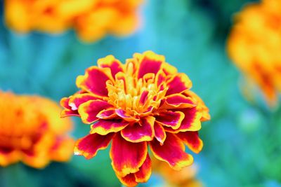 Close-up of flower blooming outdoors