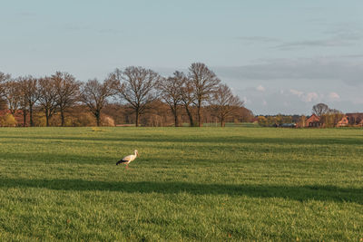 View of birds on grassy field