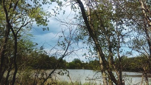 Reflection of trees in lake