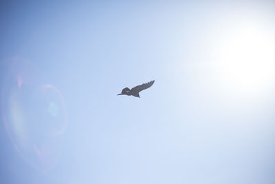 Low angle view of bird flying in sky