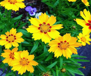 High angle view of yellow flowering plants