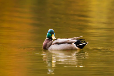 Duck swimming in lake