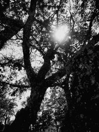 Low angle view of sunlight streaming through tree