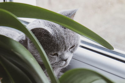 A grey cat is resting on the windowsill among the orchids.