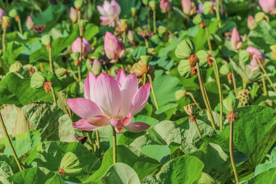 Close-up of pink lotus water lily