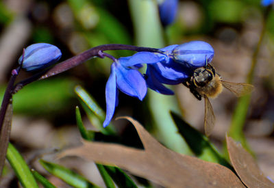 Close-up of bee pollinating on purple flower