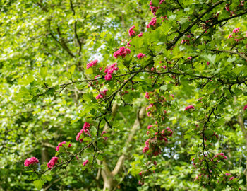 Close-up of pink flowering plants on tree