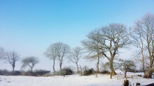 Bare trees on landscape against clear blue sky