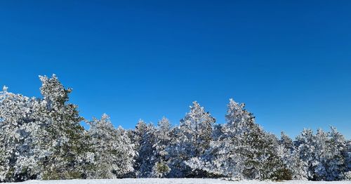 Low angle view of snowcapped trees against blue sky